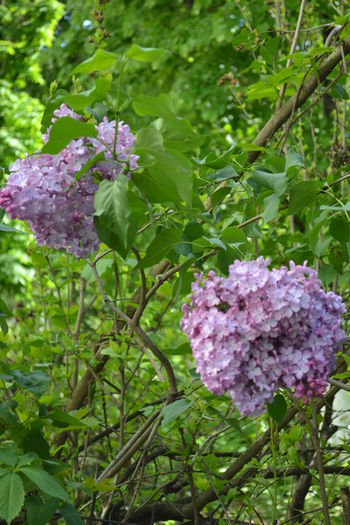 liliac violet  8-10 lei - De vanzare toamna aceasta