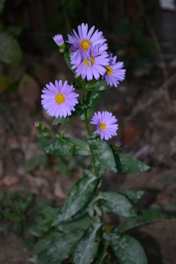 aster mov -6 lei - De vanzare toamna aceasta