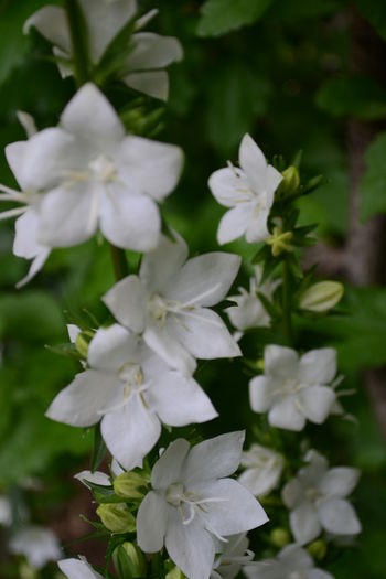 campanula latiloba -8 lei - De vanzare toamna aceasta