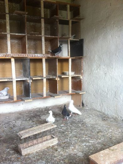 Voiajori de ornament si standard - 7-PORUMBEI VOIAJORI