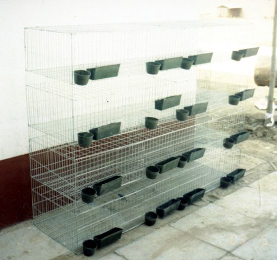 2_3454 - Modele Crescatorii