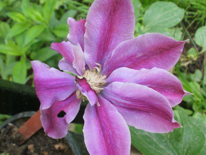 `Doctor Ruppel` - Clematis