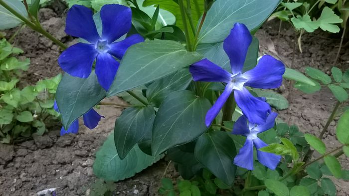 vinca minor -5 lei - De vanzare toamna aceasta