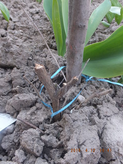 DSCF5797 (12-04-2015); (12-04-2015)
