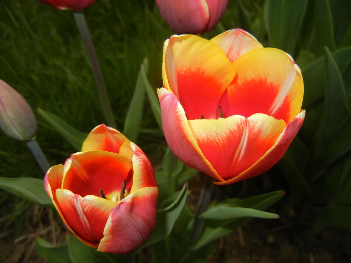 Tulips (2015, April 15) - LALELE_TULIP CLASSES