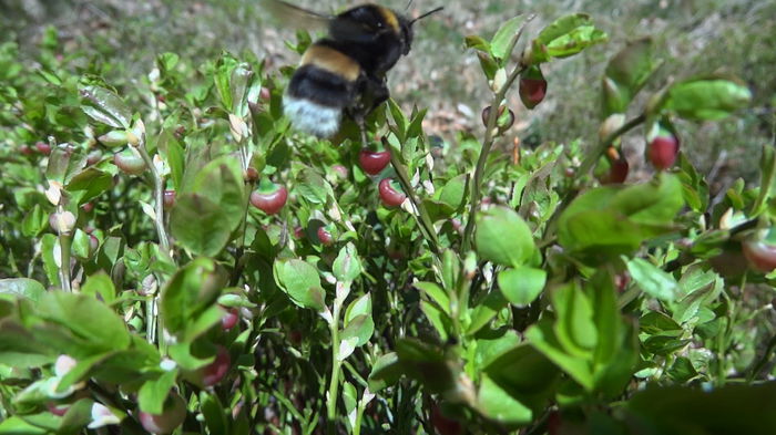 5.Bondar asigura polenizarea florilor de afin; Am surprins la treaba si un bondar.Fara munca lor nu se face fructul.
