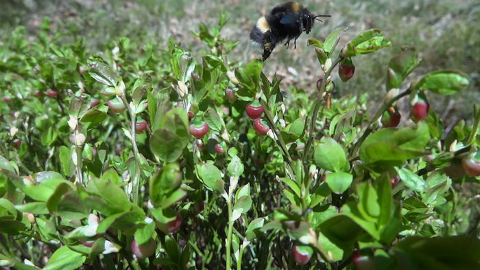6.Bondar asigura polenizarea florilor de afin; Am surprins la treaba si un bondar.Fara munca lor nu se face fructul.
