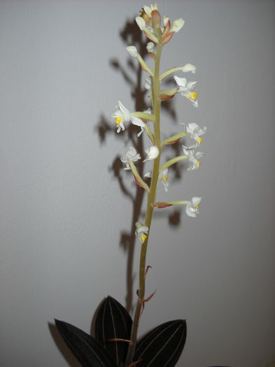 pIERDUTA - Orhideea 2014-2018