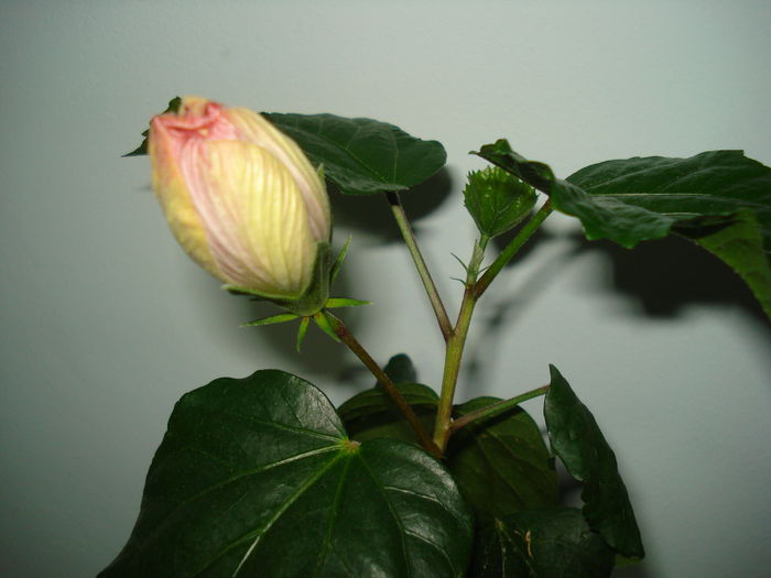 DSC00526 - HIBISCUS 2015