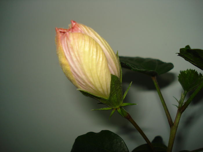 DSC00527