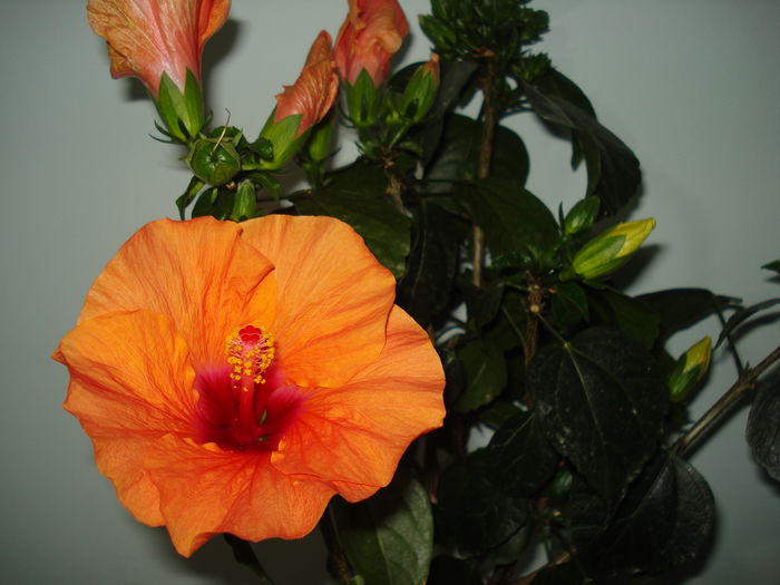 Adonicus Sallmon - HIBISCUS 2015