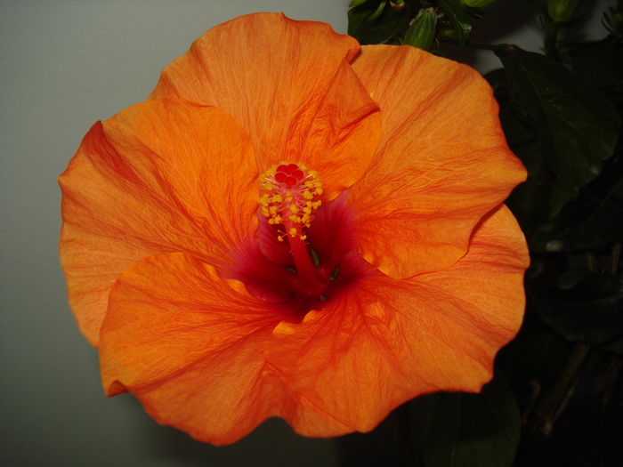 DSC00561 - HIBISCUS 2015