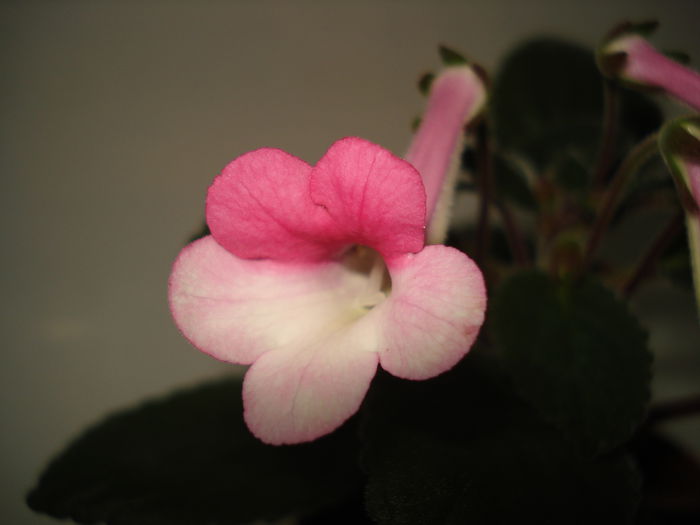 DSC00558 - FLORI 2015
