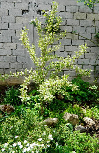 Weigela cu flori roz - Luna mai in gradina si ghivece