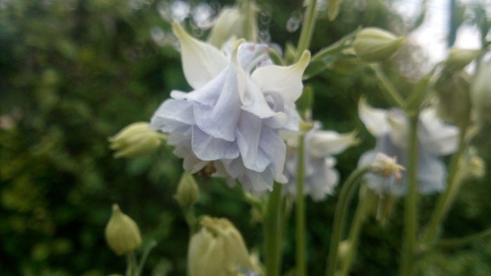 IMG_20150504_063656 - aquilegia 2015