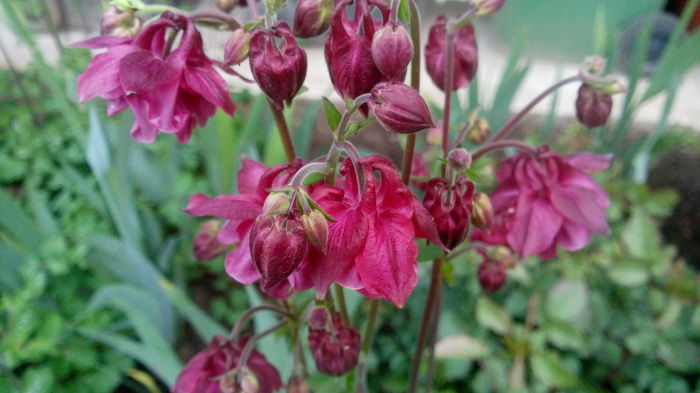 IMG_20150504_063626 - aquilegia 2015