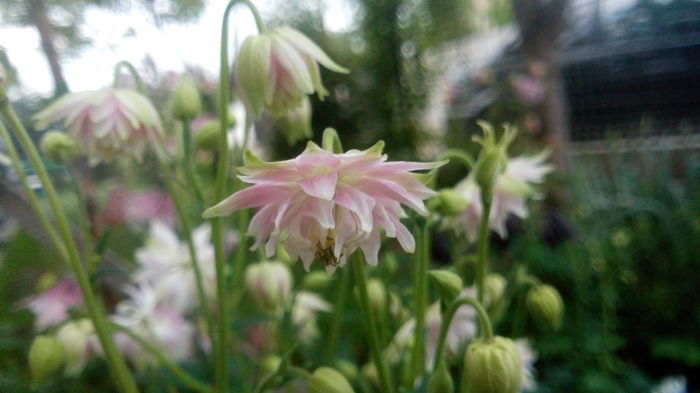 IMG_20150504_063839 - aquilegia 2015