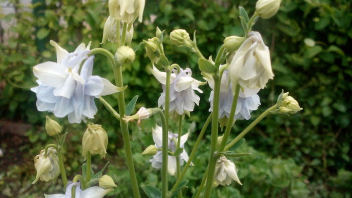 IMG_20150504_063651 - aquilegia 2015