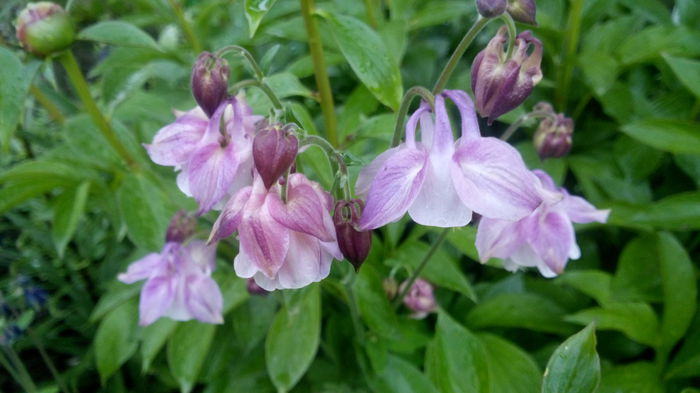 IMG_20150504_063611 - aquilegia 2015