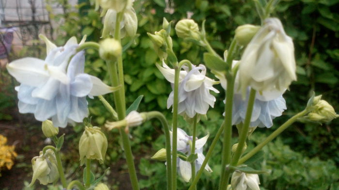 IMG_20150504_063702 - aquilegia 2015