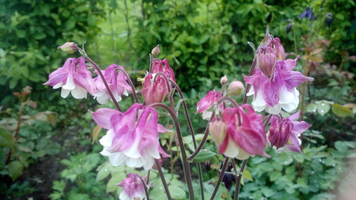 IMG_20150504_063357 - aquilegia 2015