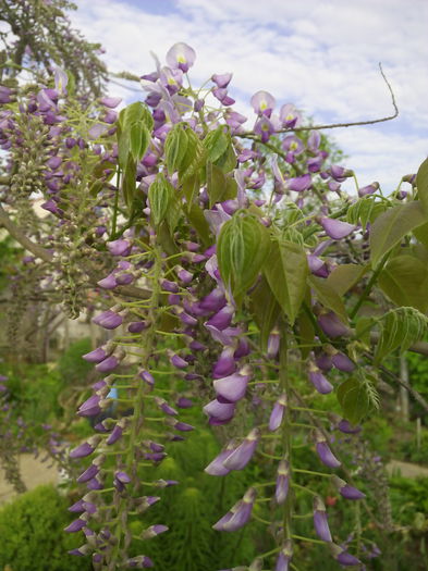 glicena - Arbusti ornamentali 2015