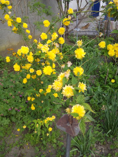 o freerie de galben - Arbusti ornamentali 2015