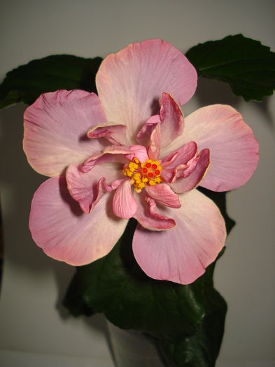 DSC00569 - Hibiscus Key West Thunderhead