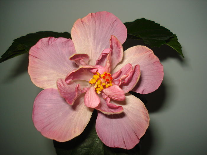 DSC00570 - Hibiscus Key West Thunderhead