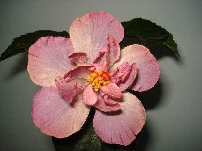Key West Thunderhead - HIBISCUS 2015