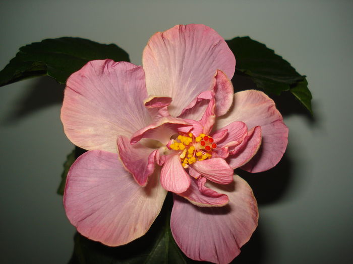 DSC00577 - HIBISCUS 2015
