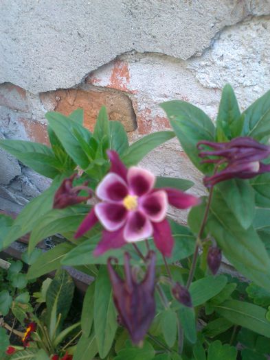 Fotografie3916 - 0 gradina mea 2015