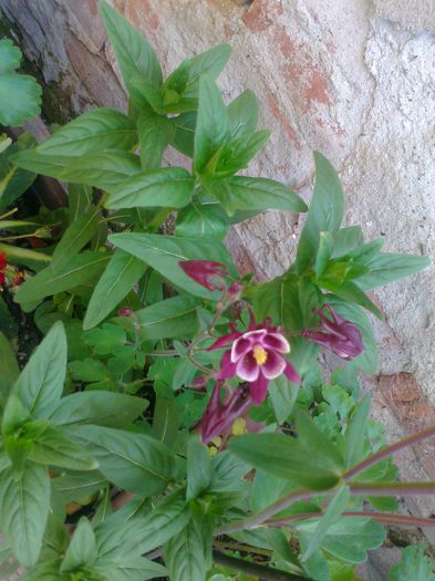 Fotografie3926 - 0 gradina mea 2015