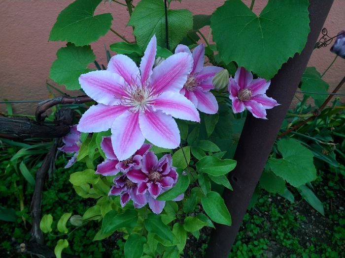 clematita satirata - poze 2015
