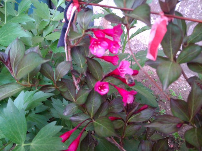 vigelia rosie; Vigelia
