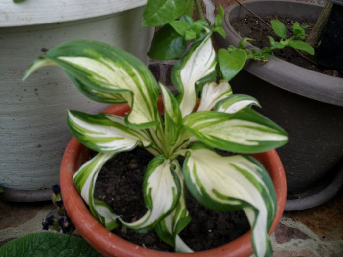 hosta; Hosta
