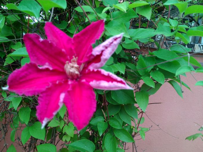 clematita warszawsca nike; Clematita
