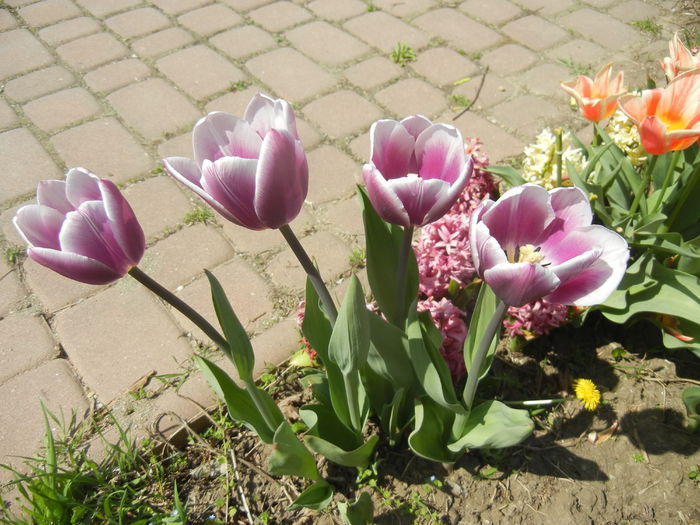 Tulips Synaeda Blue (2015, April 17)