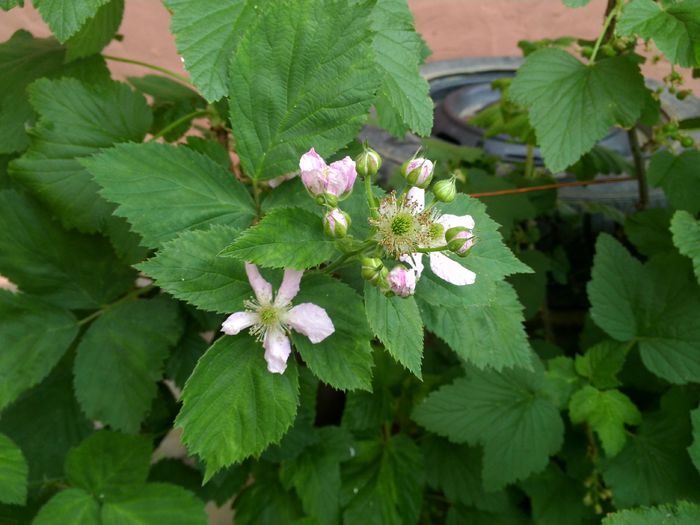 IMG_20150504_101250; Mur inflorit
