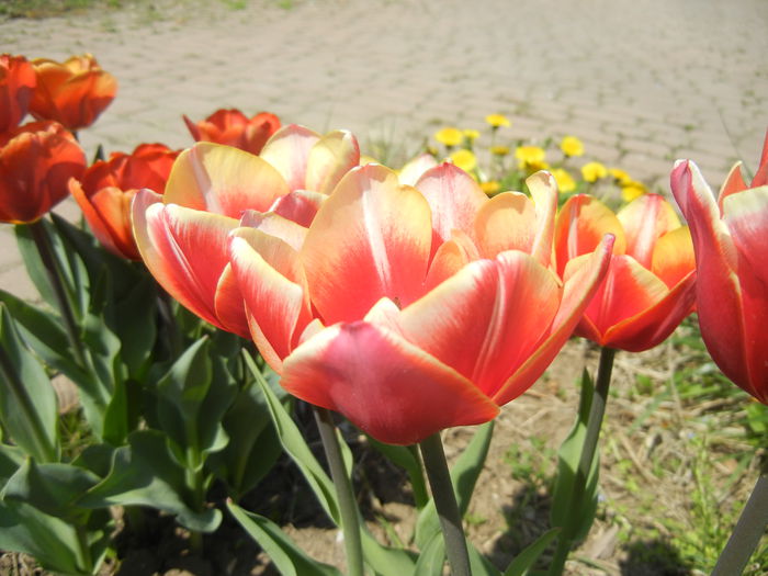 Tulips (2015, April 17) - LALELE_TULIP CLASSES