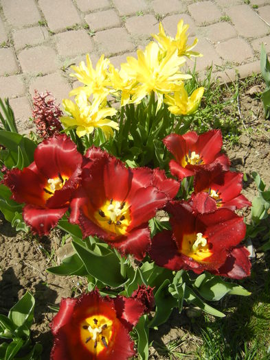 Tulips (2015, April 17) - LALELE_TULIP CLASSES