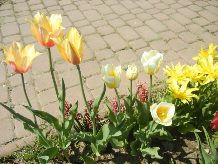 Tulips (2015, April 17)