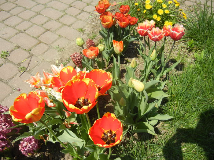 Tulips (2015, April 17) - LALELE_TULIP CLASSES