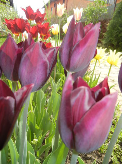 Tulips Havran (2015, April 20) - LALELE_TULIP CLASSES