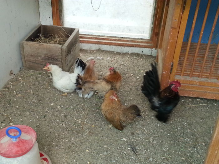 2015-05-02 14.32.08 - 1--serama