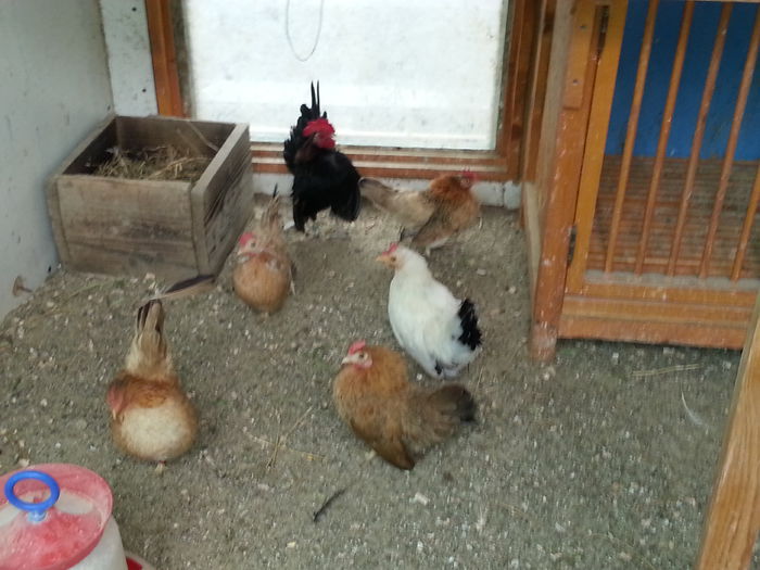 2015-05-02 14.32.29 - 1--serama