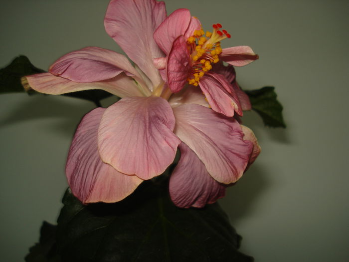 DSC00624 - HIBISCUS 2015