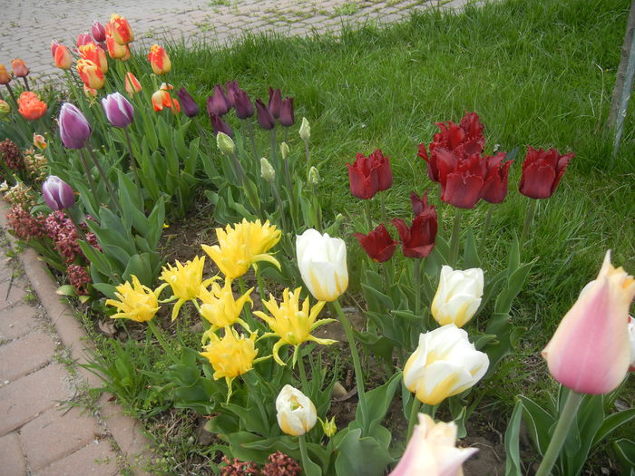 Tulips (2015, April 20) - LALELE_TULIP CLASSES