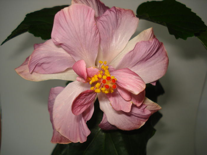 DSC00616 - Hibiscus Key West Thunderhead