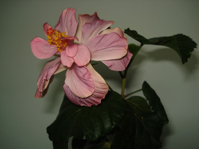 DSC00621 - Hibiscus Key West Thunderhead